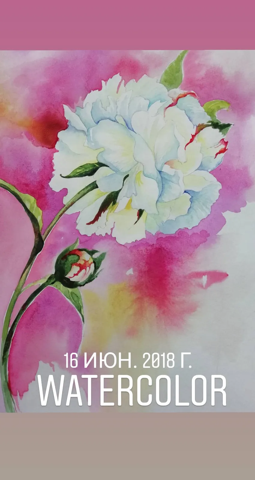 Белые пионы акварелью